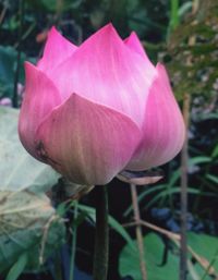 Close-up of pink flower blooming outdoors