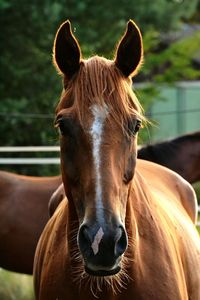 Close-up portrait of horse