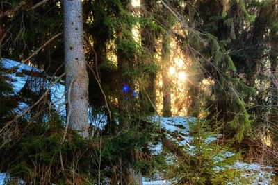 Trees in forest during winter