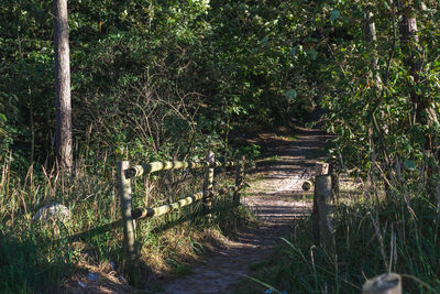 View of trees in forest