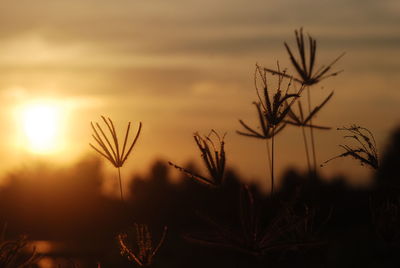 Close-up of silhouette plants against sunset sky