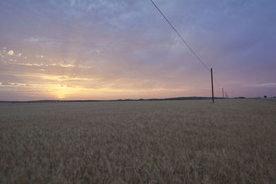 Wheat fields bathed in the sun before harvest, colors of summer