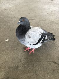 High angle view of pigeon