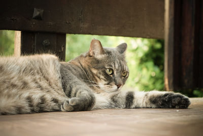 Portrait of cat resting on wood