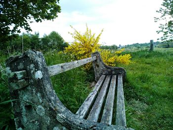 Trees on field