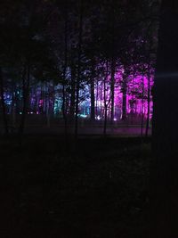 Trees in forest at night