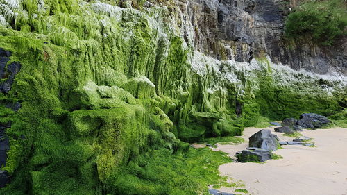 Moss covered rocks at beach