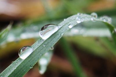 Close-up of water drops on leaf