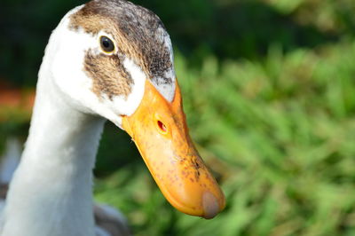 Close-up of swan