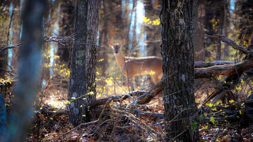 View of deer in forest