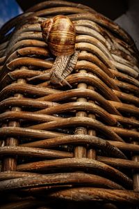 Close-up of shells in basket