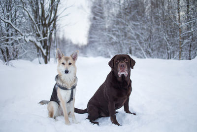 Portrait of dogs sitting on snow