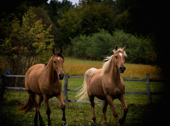 Horses standing on field against trees