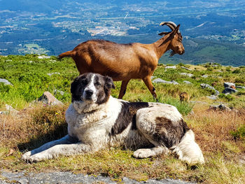 View of a dog on field