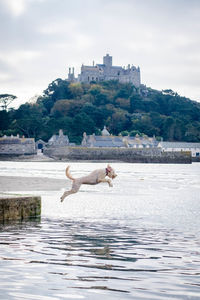 Side view of goldendoodle dog diving in sea against st michaels mount