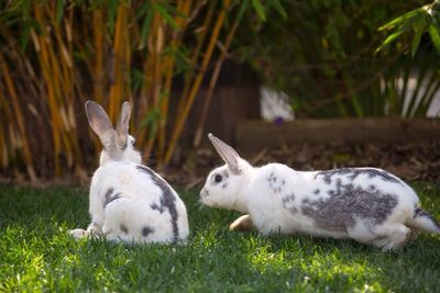 Cat relaxing on grassy field