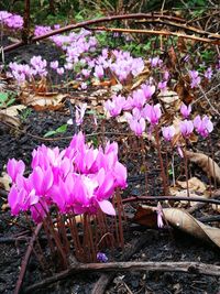 Close-up of pink crocus flowers blooming outdoors