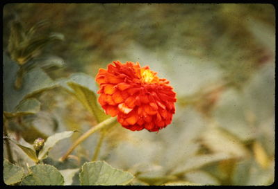 Close-up of red flower
