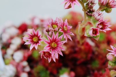 Close-up of pink flowering plant