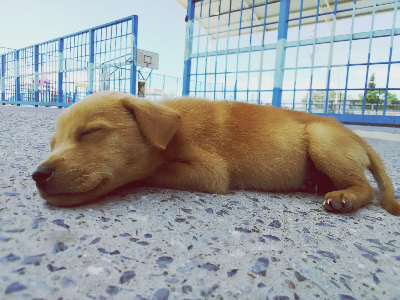 CLOSE-UP OF A DOG RESTING ON THE FLOOR