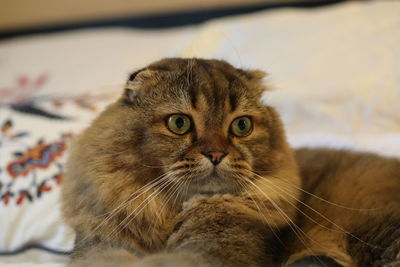 Close-up portrait of a cat
