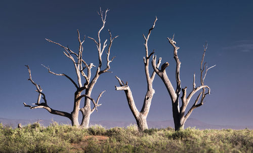 Bare tree on field against sky