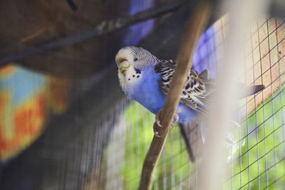 Close-up of parrot in cage