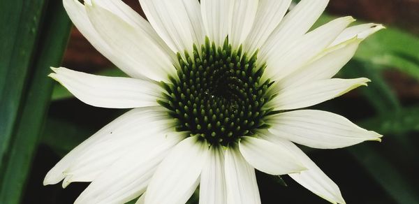 Close-up of white daisy flower