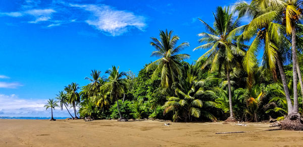 Palm trees on beach against blue sky