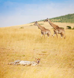 Giraffe in a field