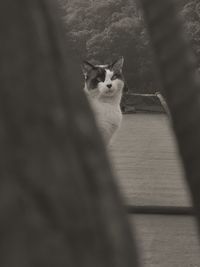 Portrait of cat on floor