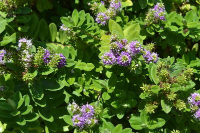 Purple flowers growing on plant