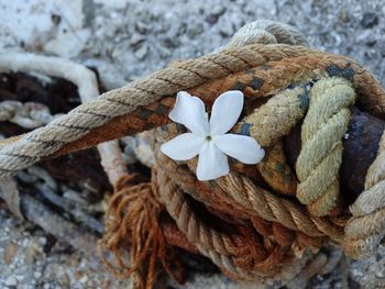 Close-up of flower amidst rope tied up