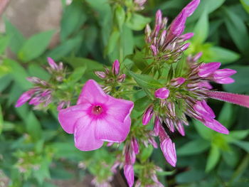 Close-up of pink flowering plant