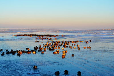 Birds swimming in sea against sky at sunset