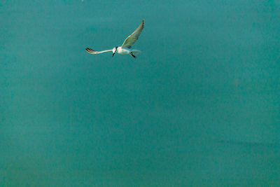 Seagull flying