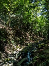 Scenic view of waterfall in forest