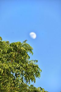 Low angle view of tree against blue sky