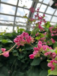 Close-up of pink flowering plant