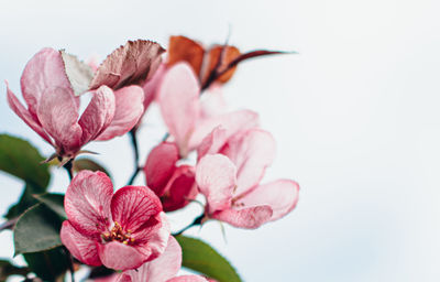 Close-up of pink flowering plant against white background