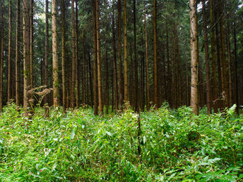 Pine trees in forest