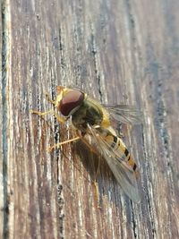 Close-up of bee on wood