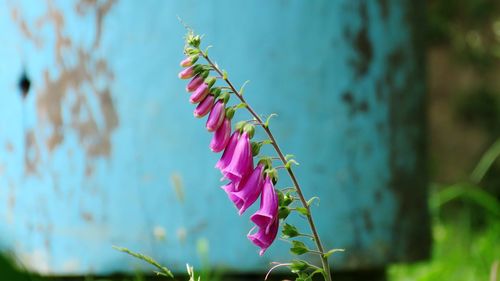 Close-up of pink flowering plant