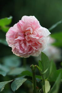 Close-up of pink rose