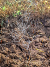 Close-up of wilted plant on field