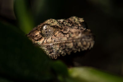 Close-up of a lizard on tree