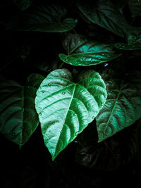 High angle view of green leaves