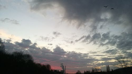 Birds flying over trees against sky