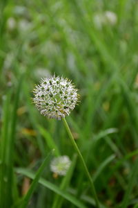 Close-up of dandelion flower on field