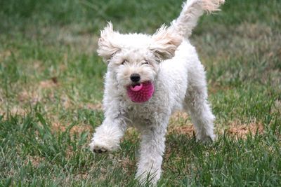 Portrait of dog running on field